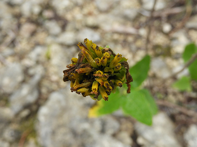 Verbesina lindheimeri (Lindheimer's crownbeard) #89609