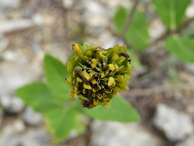 Verbesina lindheimeri (Lindheimer's crownbeard) #89610