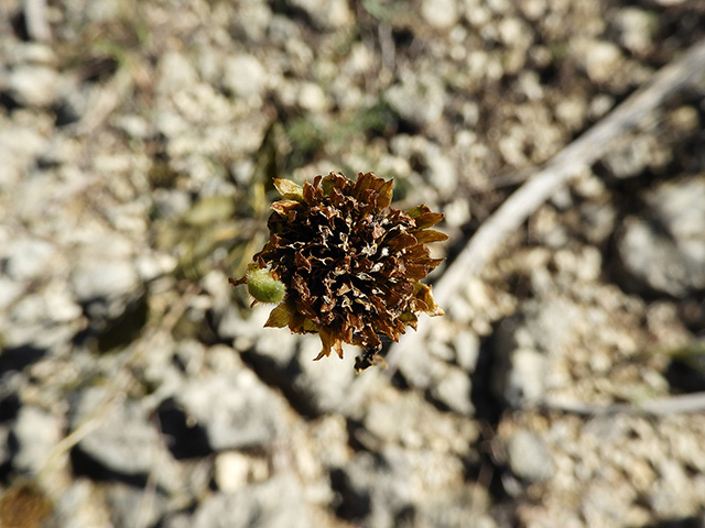 Verbesina lindheimeri (Lindheimer's crownbeard) #89611