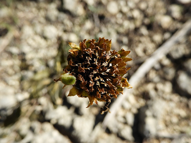 Verbesina lindheimeri (Lindheimer's crownbeard) #89612