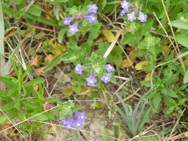 Scutellaria drummondii var. edwardsiana (Drummond's skullcap) #89613