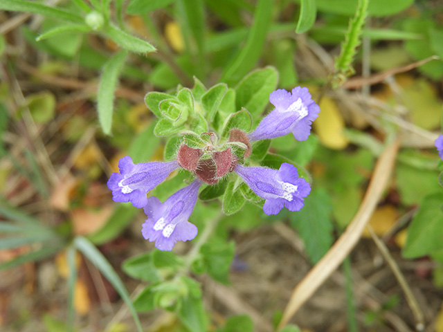 Scutellaria drummondii var. edwardsiana (Drummond's skullcap) #89614