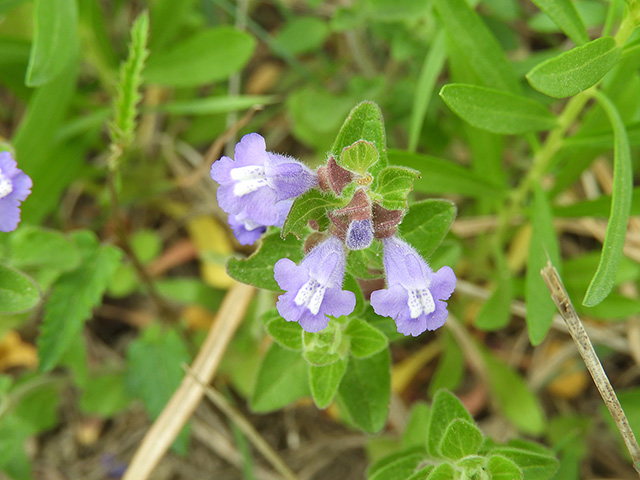 Scutellaria drummondii var. edwardsiana (Drummond's skullcap) #89615