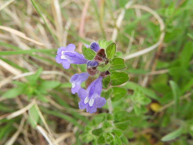 Scutellaria drummondii var. edwardsiana (Drummond's skullcap) #89616