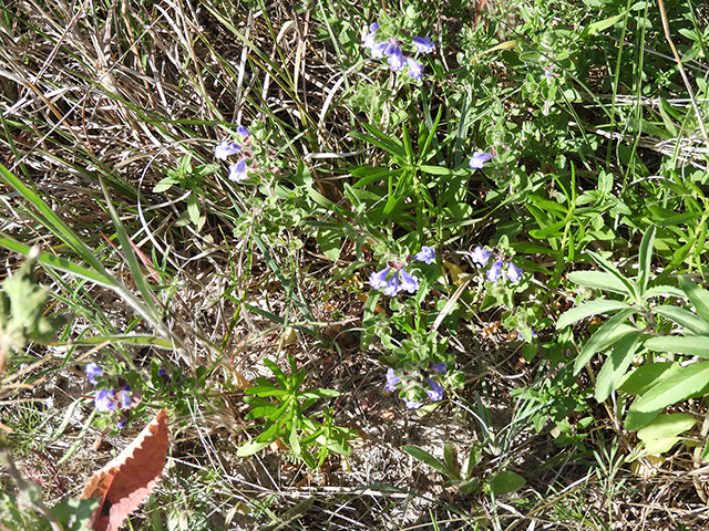 Scutellaria drummondii var. edwardsiana (Drummond's skullcap) #89617