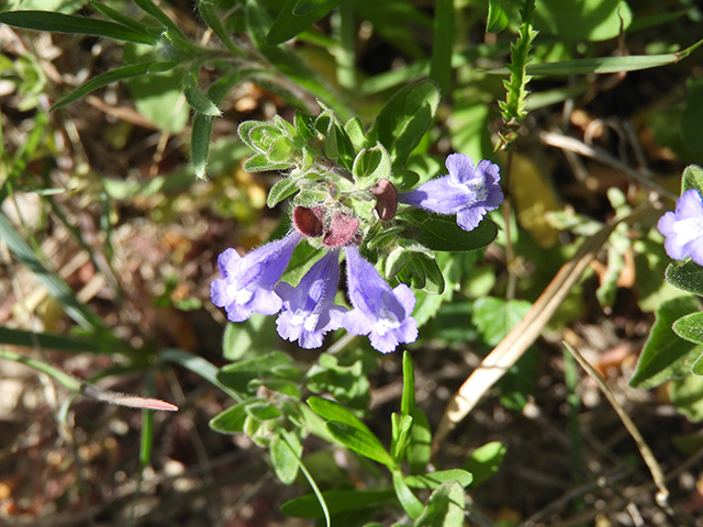 Scutellaria drummondii var. edwardsiana (Drummond's skullcap) #89618