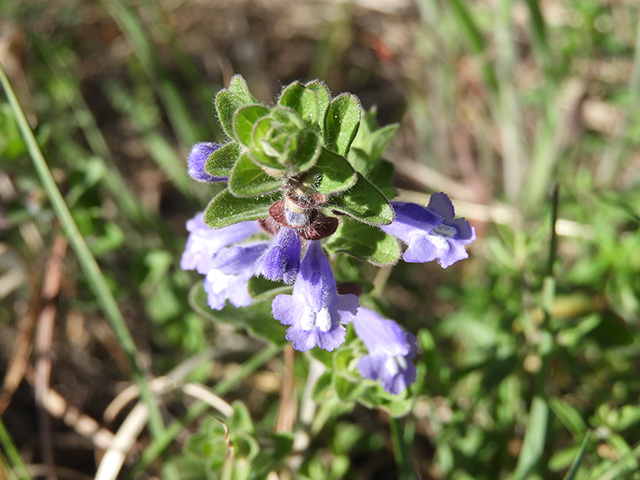 Scutellaria drummondii var. edwardsiana (Drummond's skullcap) #89619