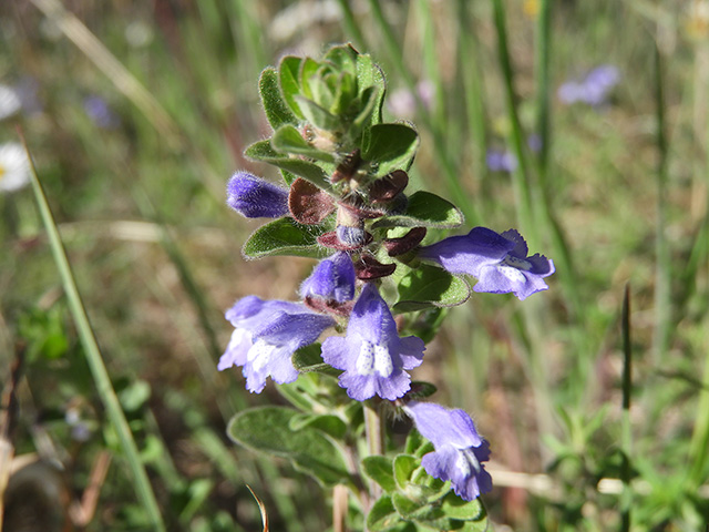 Scutellaria drummondii var. edwardsiana (Drummond's skullcap) #89620