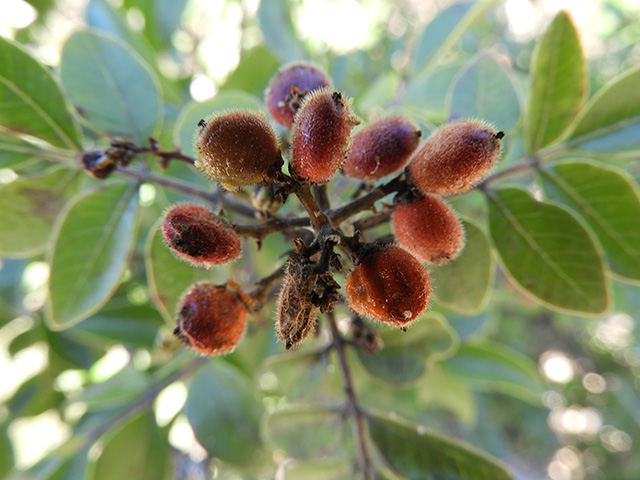 Rhus virens (Evergreen sumac) #89688