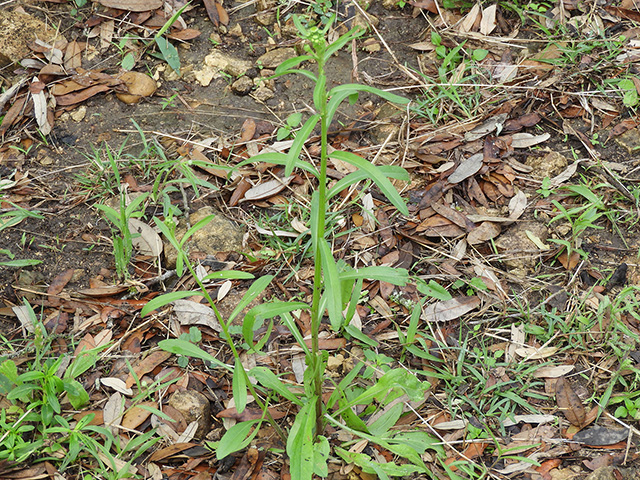 Erigeron strigosus (Prairie fleabane) #90521