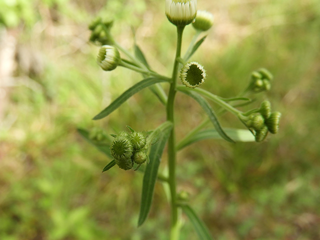 Erigeron strigosus (Prairie fleabane) #90529