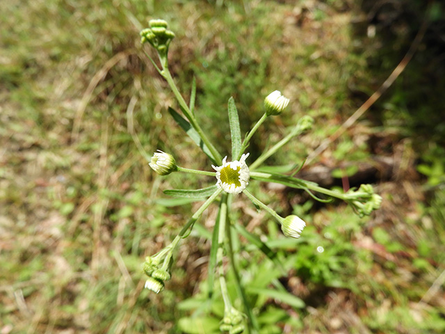 Erigeron strigosus (Prairie fleabane) #90533