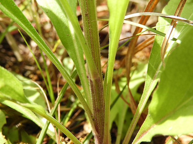 Erigeron strigosus (Prairie fleabane) #90540