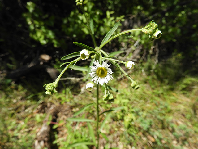 Erigeron strigosus (Prairie fleabane) #90542