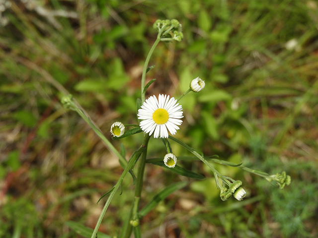 Erigeron strigosus (Prairie fleabane) #90544