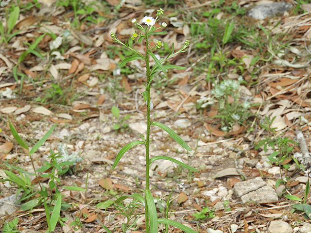 Erigeron strigosus (Prairie fleabane) #90546