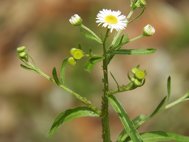 Erigeron strigosus (Prairie fleabane) #90547