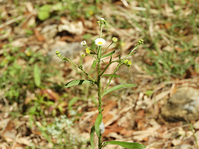 Erigeron strigosus (Prairie fleabane) #90548