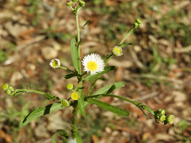 Erigeron strigosus (Prairie fleabane) #90549