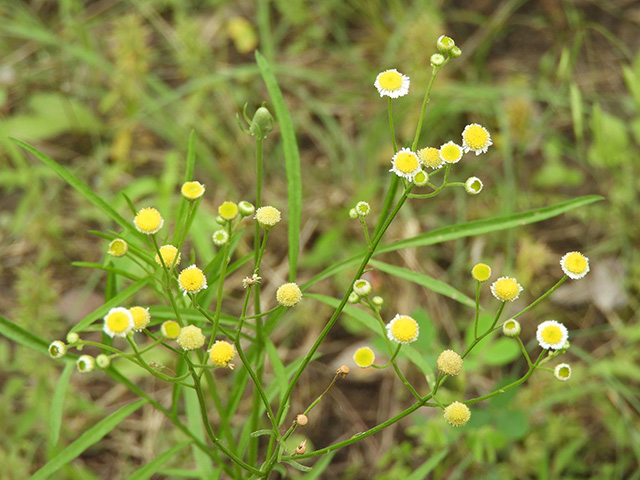 Erigeron strigosus (Prairie fleabane) #90551