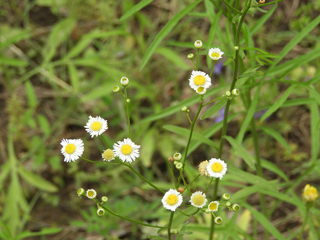 Erigeron strigosus (Prairie fleabane) #90552