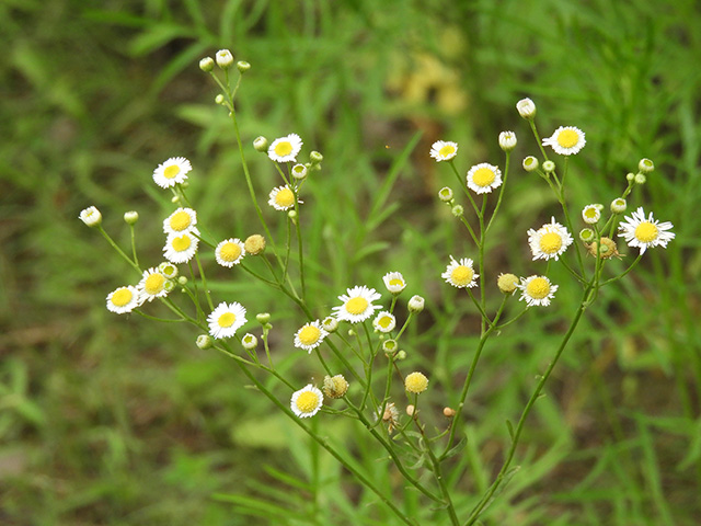 Erigeron strigosus (Prairie fleabane) #90553