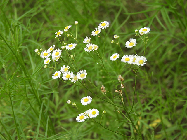 Erigeron strigosus (Prairie fleabane) #90554