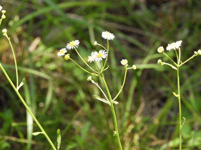 Erigeron strigosus (Prairie fleabane) #90555