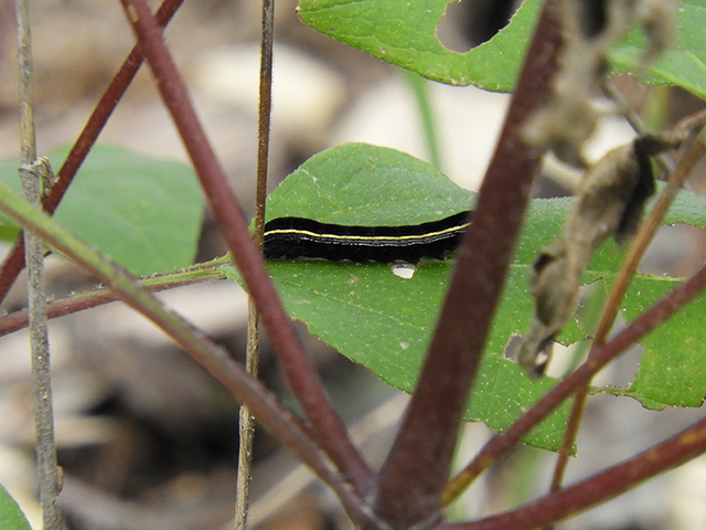 Viguiera dentata (Plateau goldeneye) #90676