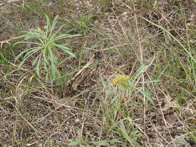 Solidago nemoralis var. longipetiolata (Gray goldenrod) #90723