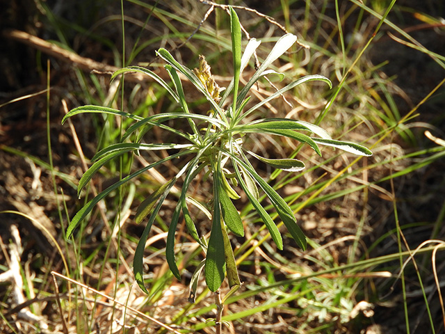 Solidago nemoralis var. longipetiolata (Gray goldenrod) #90725