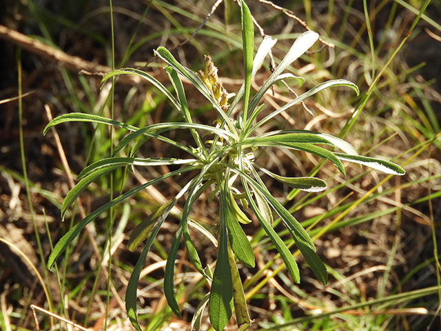 Solidago nemoralis var. longipetiolata (Gray goldenrod) #90726