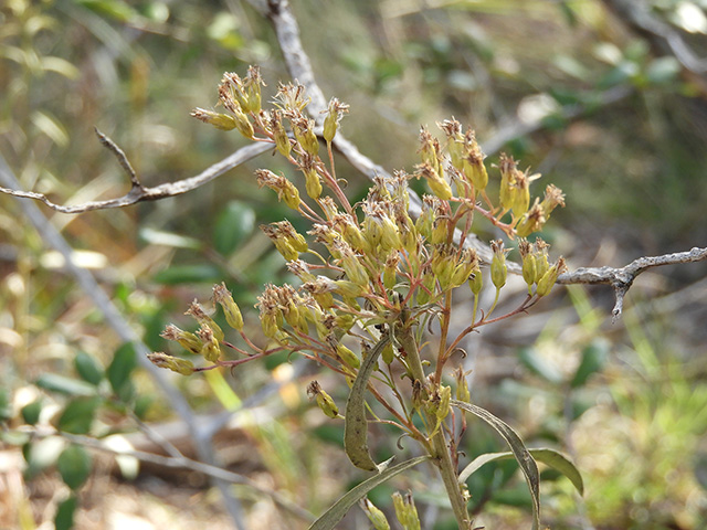 Solidago nemoralis var. longipetiolata (Gray goldenrod) #90730