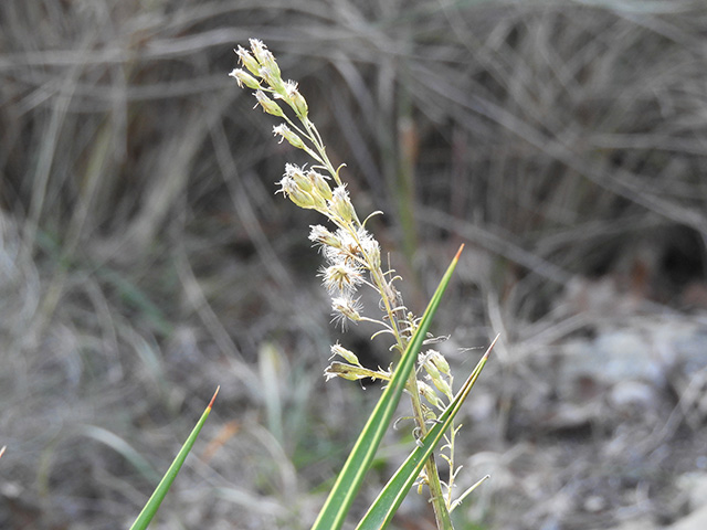 Solidago nemoralis var. longipetiolata (Gray goldenrod) #90731