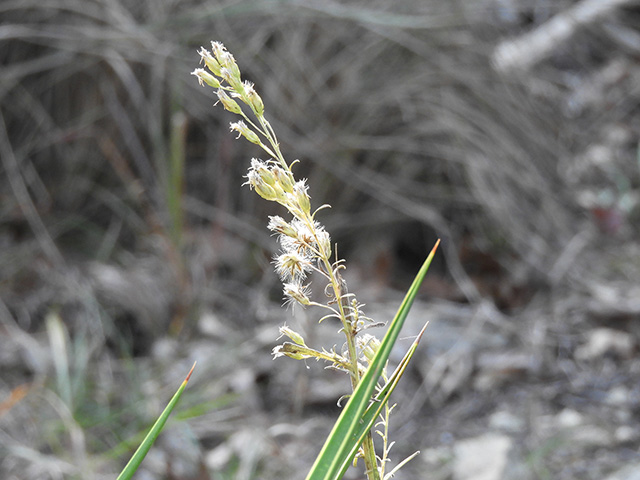 Solidago nemoralis var. longipetiolata (Gray goldenrod) #90732