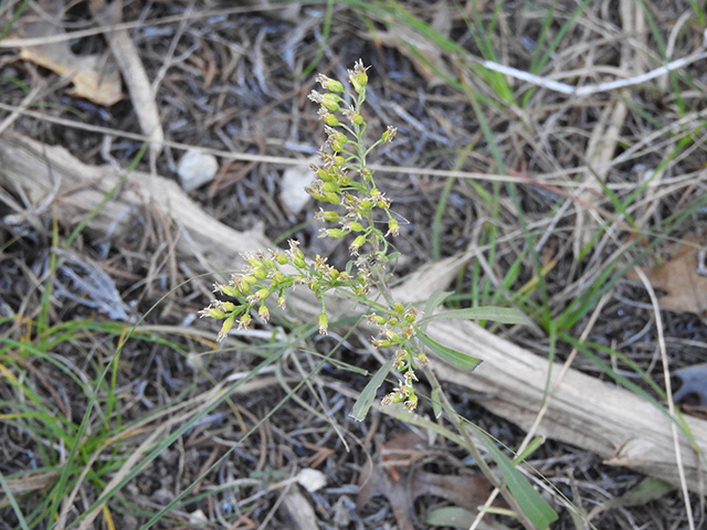 Solidago nemoralis var. longipetiolata (Gray goldenrod) #90735