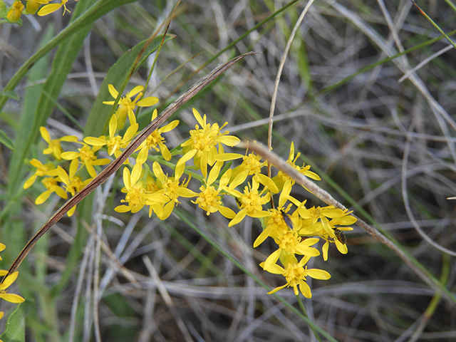 Solidago nemoralis var. longipetiolata (Gray goldenrod) #90743