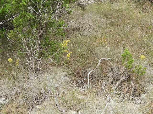 Solidago nemoralis var. longipetiolata (Gray goldenrod) #90744