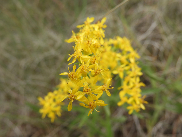 Solidago nemoralis var. longipetiolata (Gray goldenrod) #90748