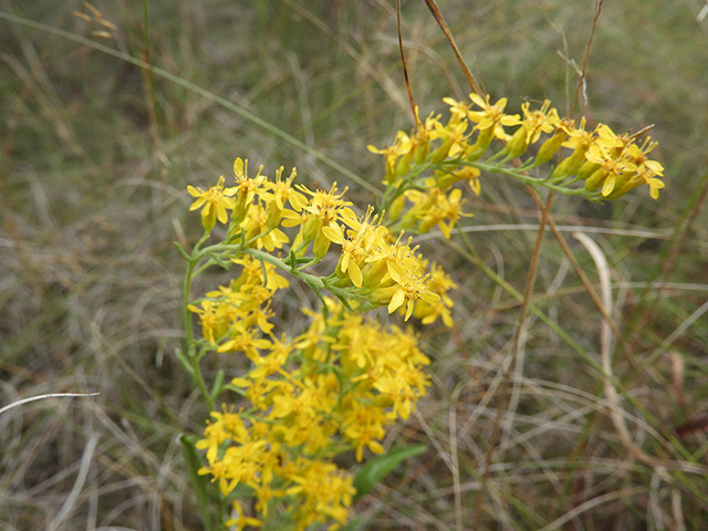 Solidago nemoralis var. longipetiolata (Gray goldenrod) #90749