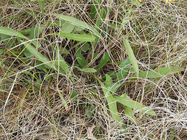 Solidago nemoralis var. longipetiolata (Gray goldenrod) #90753