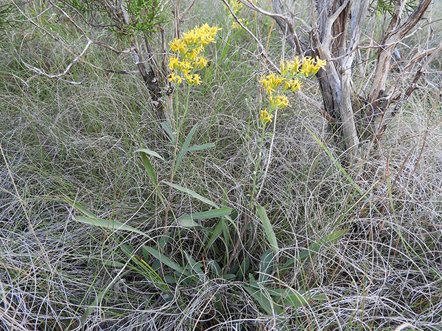 Solidago nemoralis var. longipetiolata (Gray goldenrod) #90759