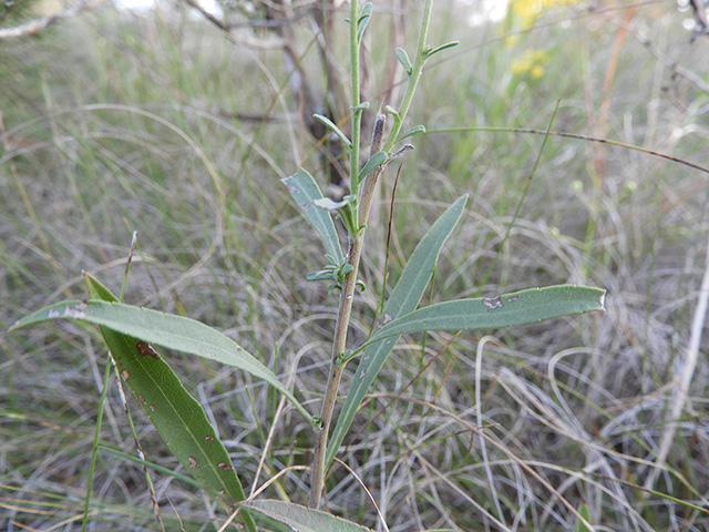 Solidago nemoralis var. longipetiolata (Gray goldenrod) #90760