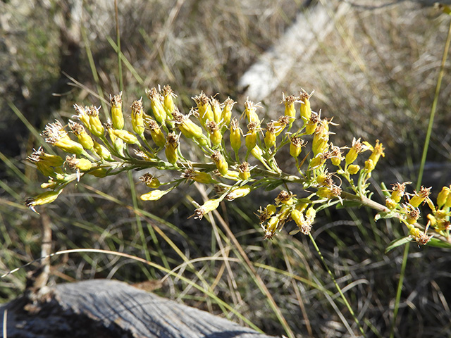 Solidago nemoralis var. longipetiolata (Gray goldenrod) #90767