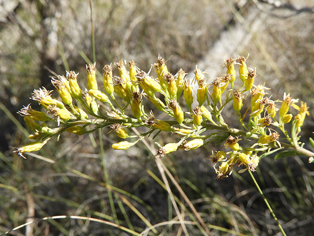 Solidago nemoralis var. longipetiolata (Gray goldenrod) #90768