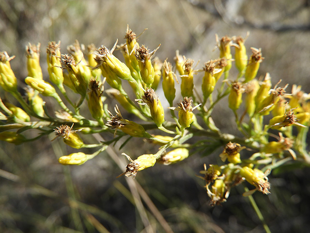 Solidago nemoralis var. longipetiolata (Gray goldenrod) #90769