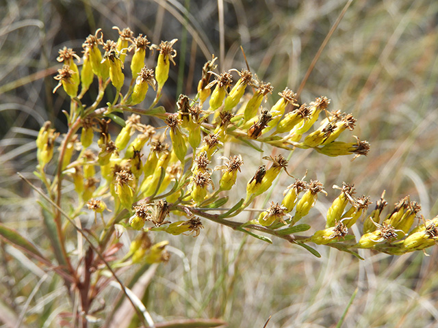 Solidago nemoralis var. longipetiolata (Gray goldenrod) #90770