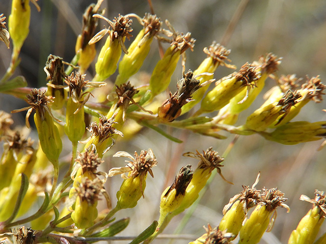 Solidago nemoralis var. longipetiolata (Gray goldenrod) #90772