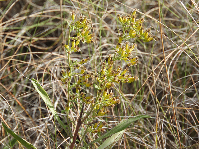 Solidago nemoralis var. longipetiolata (Gray goldenrod) #90774