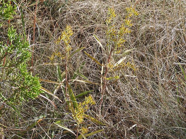 Solidago nemoralis var. longipetiolata (Gray goldenrod) #90776